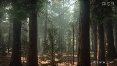Sequoias日出，General Grant Grove，Sequoia国家公园
